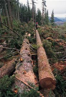 Harvested Timbers