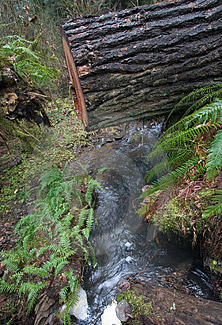 Timber Log