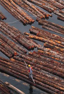 Timbers in the Water